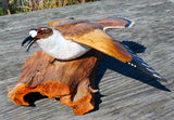 Killdeer by Lance Lichtensteiger