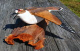 Killdeer by Lance Lichtensteiger