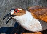 Killdeer by Lance Lichtensteiger