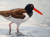 American Oystercatcher Art Print