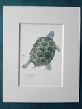 Diamondback Terrapin Art Print