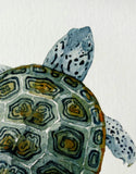 Diamondback Terrapin Art Print
