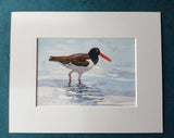American Oystercatcher Art Print