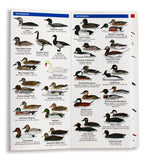 New York City Birds foldout guide