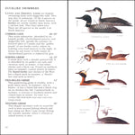 Peterson First Guide to Birds of North America by Roger Tory Peterson