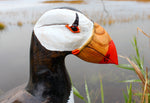Horned Puffin Carving by Lance Lichtensteiger